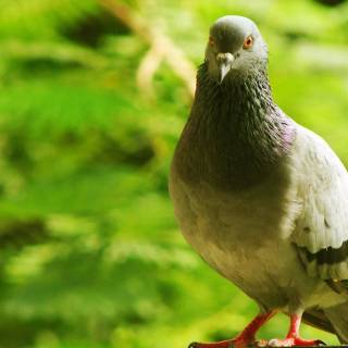 Domestic pigeon wallpaper