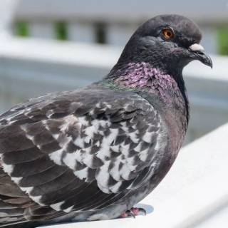 Domestic pigeon wallpaper
