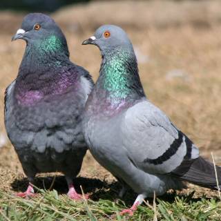 Domestic pigeon wallpaper