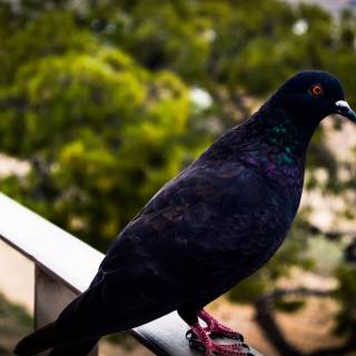 Domestic pigeon wallpaper