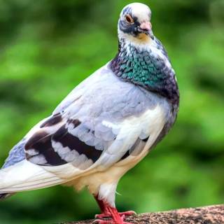 Domestic pigeon wallpaper