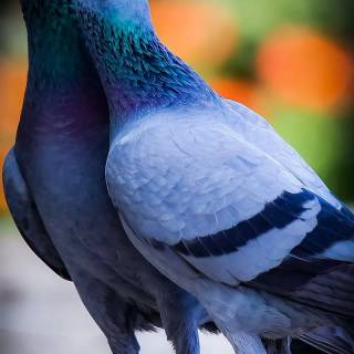 Domestic pigeon wallpaper