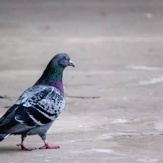 Domestic pigeon wallpaper
