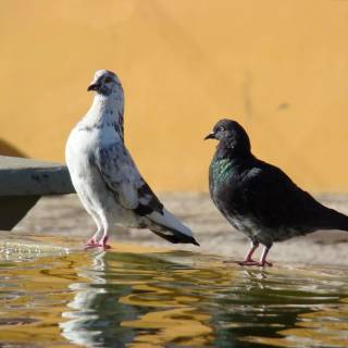 Domestic pigeon wallpaper