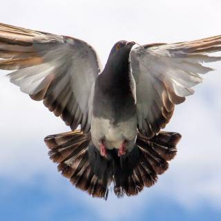 Domestic pigeon wallpaper