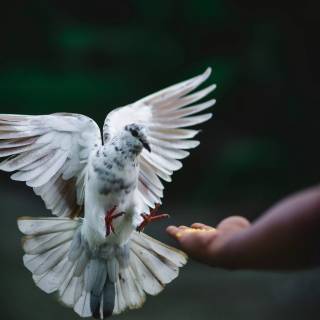 Domestic pigeon wallpaper