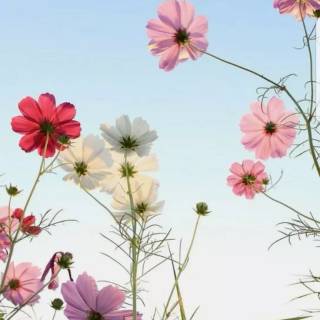 Spring to summer wallpaper