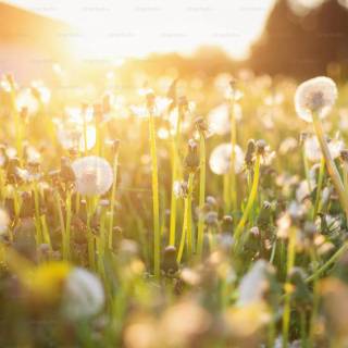 Spring to summer wallpaper