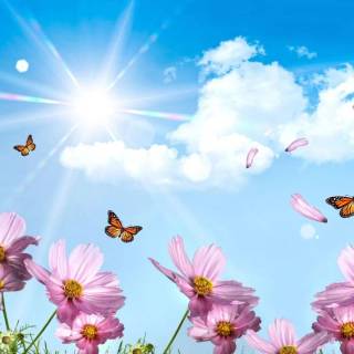 Spring to summer wallpaper