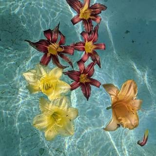 Spring to summer wallpaper