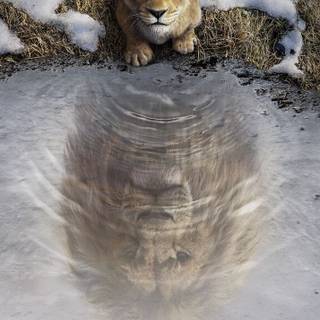 Mufasa phone wallpaper