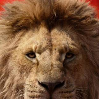 Mufasa phone wallpaper