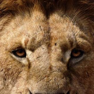 Mufasa phone wallpaper