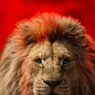 Mufasa phone wallpaper