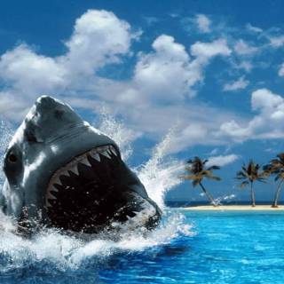 Shark PC wallpaper