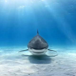 Shark PC wallpaper