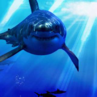 Shark PC wallpaper