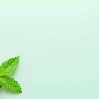 Refreshing mint wallpaper