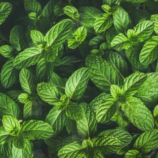 Refreshing mint wallpaper