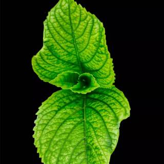 Refreshing mint wallpaper