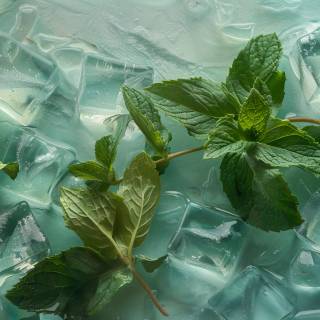 Refreshing mint wallpaper