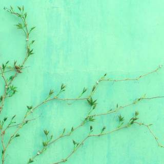 Refreshing mint wallpaper