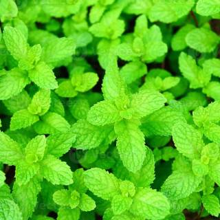 Refreshing mint wallpaper