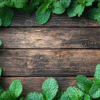 Refreshing mint wallpaper