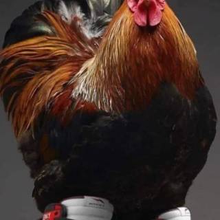 Drippy chicken wallpaper