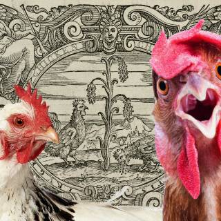 Drippy chicken wallpaper