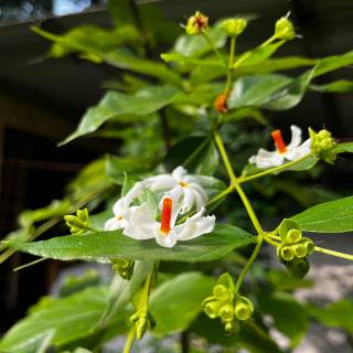Night-blooming jasmine wallpaper