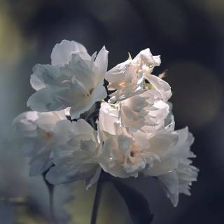 Night-blooming jasmine wallpaper