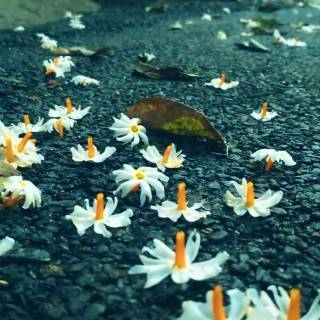 Night-blooming jasmine wallpaper