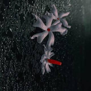 Night-blooming jasmine wallpaper