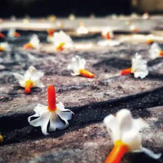 Night-blooming jasmine wallpaper