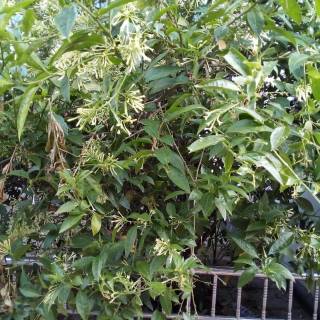 Night-blooming jasmine wallpaper