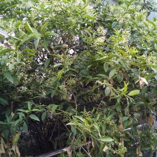 Night-blooming jasmine wallpaper