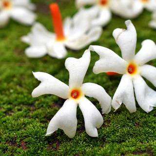 Night-blooming jasmine wallpaper