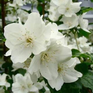 Night-blooming jasmine wallpaper