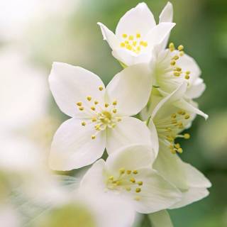 Night-blooming jasmine wallpaper