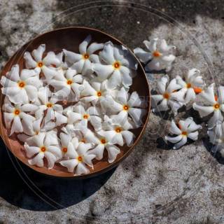 Night-blooming jasmine wallpaper