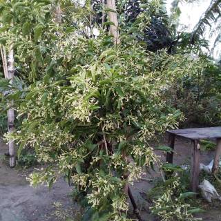 Night-blooming jasmine wallpaper