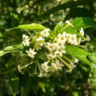 Night-blooming jasmine wallpaper