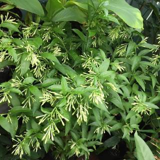 Night-blooming jasmine wallpaper