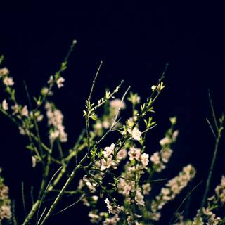 Night-blooming jasmine wallpaper