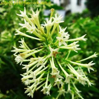 Night-blooming jasmine wallpaper