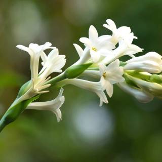Night-blooming jasmine wallpaper