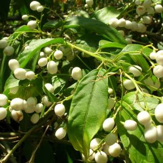 Night-blooming jasmine wallpaper