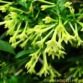 Night-blooming jasmine wallpaper