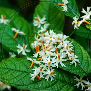 Night-blooming jasmine wallpaper